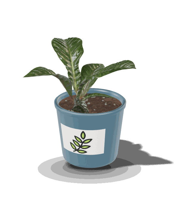 Un vaso di ceramica con una pianta vera e l'etichetta di carta con il logo Bio Plant
