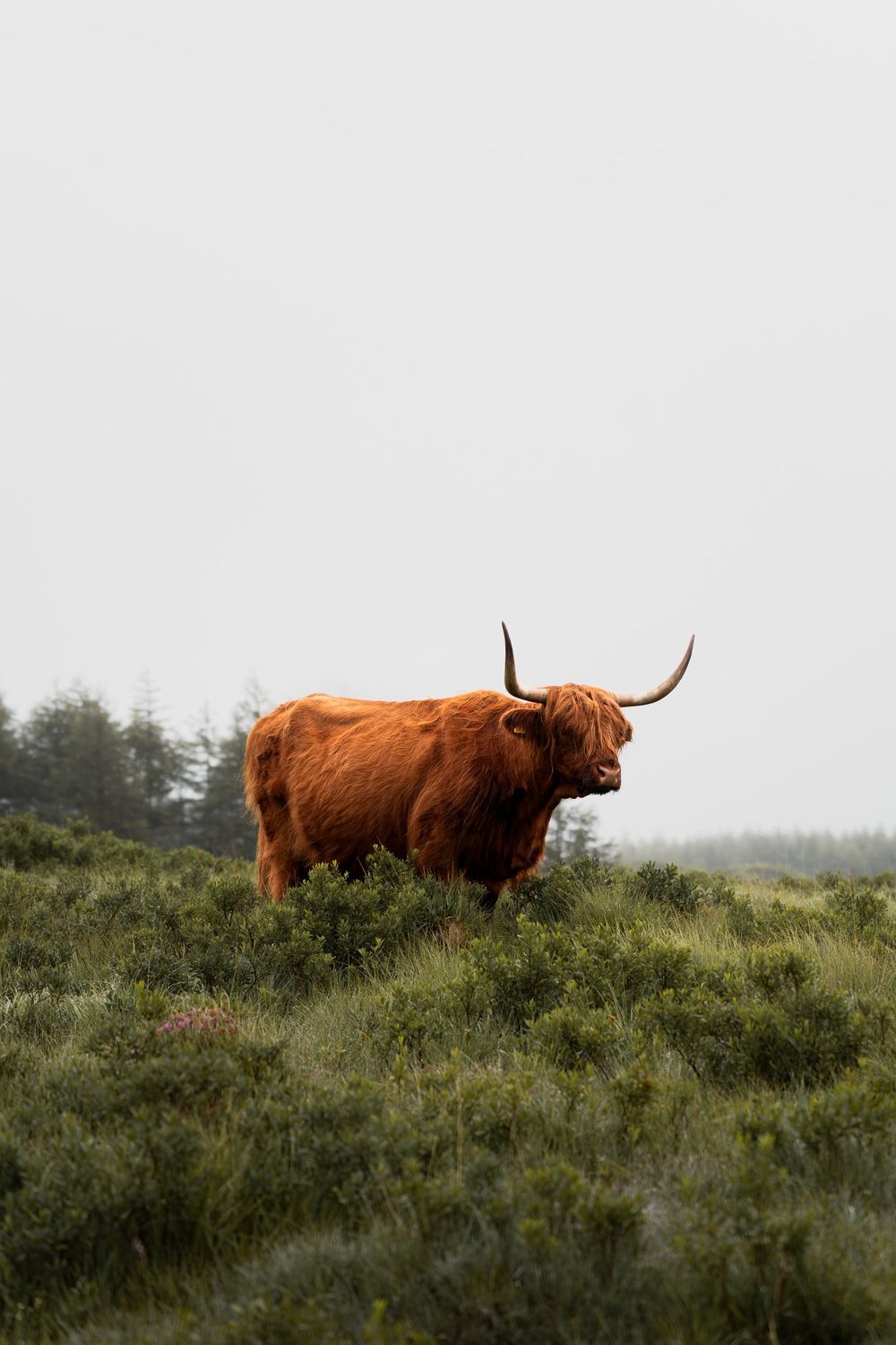 Una mucca delle Highland sull'erba alta, nella nebbia